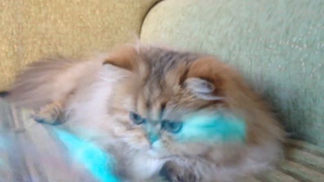 Tiffany of Damenberge(питомник Snow Dream) смотреть онлайн