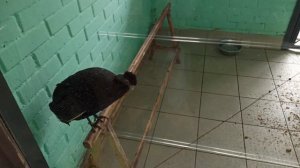 Красноярский зоопарк Роев ручей