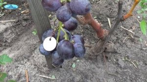 ОБЗОР СОРТОВ ВИНОГРАДА-Модерн, Армани, Чарли, Фавор, Арго и другие!