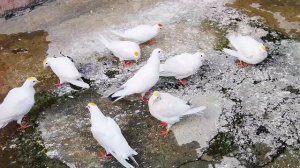 По просьбам делаю раствор для купания голубей. Пользуюсь больше 5 лет! Pigeon bathing solution