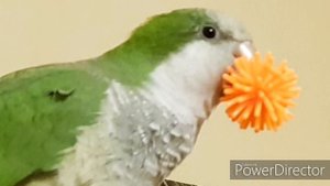 Я -- ХОРОШАЯ ПТИЧКА! УРОК ДЛЯ ОБУЧЕНИЯ ПОПУГАЯ ГОВОРИТЬ.