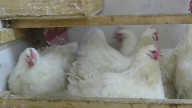 ОРПИНГТОН БЕЛЫЙ смотреть онлайн