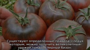 Томат Черный бизон