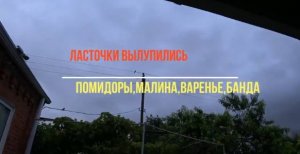 ПЕРЕЕХАЛИ ИЗ СИБИРИ ?ЛАСТОЧКИ ВЫЛУПИЛИСЬ? ПОМИДОРЫ. ВАРЕНЬЕ ?БАНДА