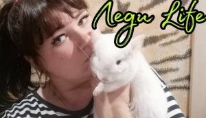 Уборка в витрине у шиншилл.Chinchillas.