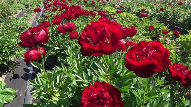 Полумахровый пион BUCKEYE BELLE / Сад Ворошиловой смотреть онлайн