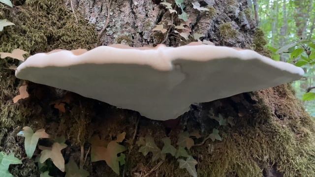 Ganoderma applanatum, September 10, 2022 смотреть онлайн