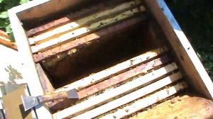 Формируем семью-воспитательницу. Пасека Старчевских