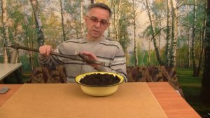 Как сажать желуди.