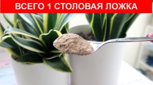 Всего 1 столовая ложка и все КОМНАТНЫЕ РАСТЕНИЯ зацветут