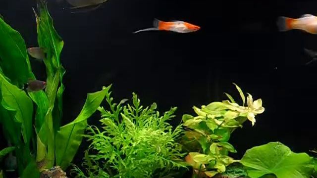 Жемчужный гурами (Trichogaster leerii) смотреть онлайн