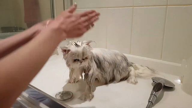 How to wash your Persian cat смотреть онлайн