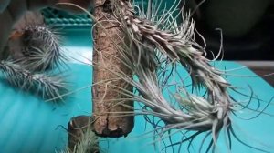 TANAMAN TILLANDSIA FUNKIANA