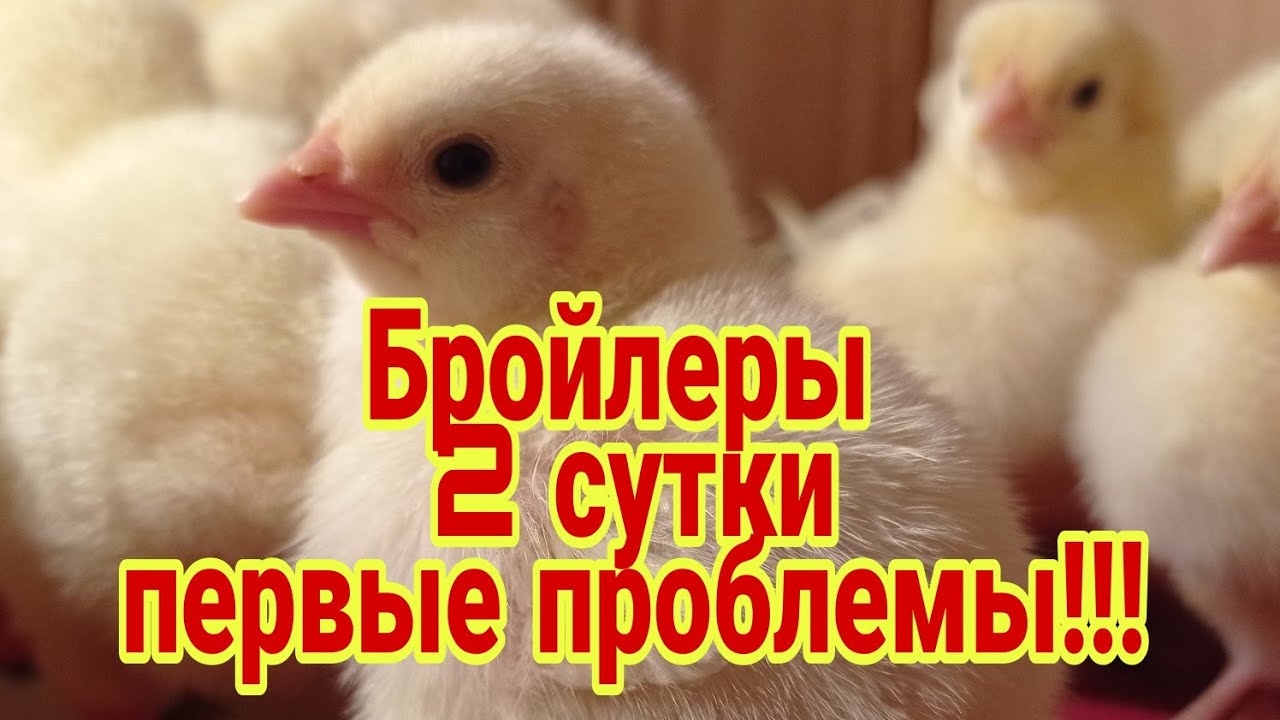 Бизнес на цыплятах бройлерах! 2 сутки и первые проблемы!