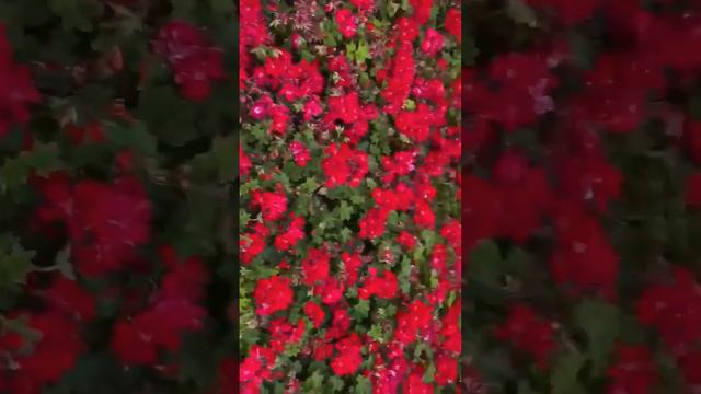 Gourgeous Red Ivy Geranium #🤣 #flowers #garden #4k #new #shortvideo #fypyoutube #tourguides