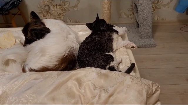 тунеядцы )