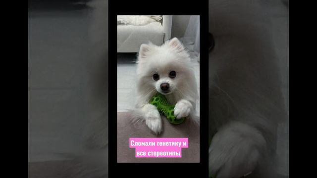 А у вашей собаки еще текут глазки? #шпицуля #шпицы #шпицпомеранский #шпиц