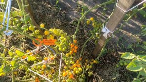 Индеты в ОГ без теплицы ! Огород моей подруги Лены