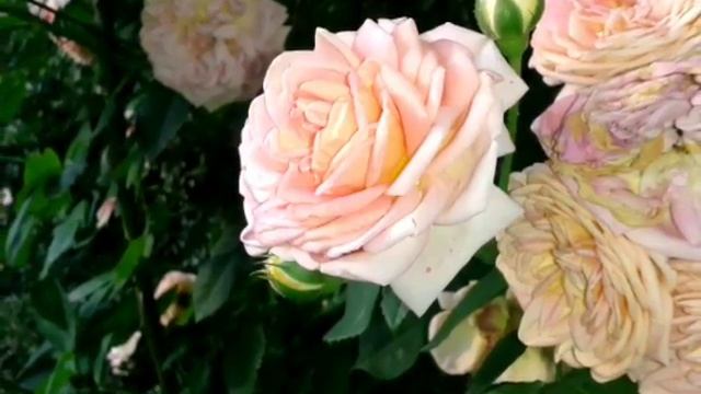 Розочки (фотографии из архива Людмилы Иванковской) смотреть онлайн