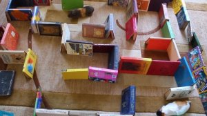 Морские свинки в лабиринте.