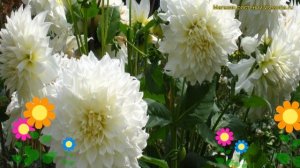 Георгина махровая Флер. Краткий обзор, описание характеристик dáhlia variabilis Fleurel