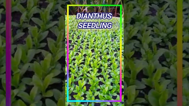 dianthus flower seedling @Dimorianskyvlogger