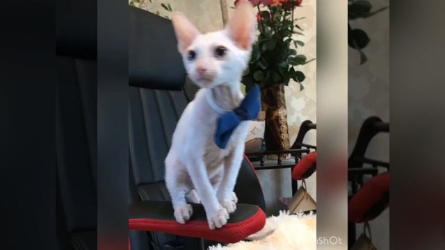 Самый лучший котик на свете . #корнишрекс