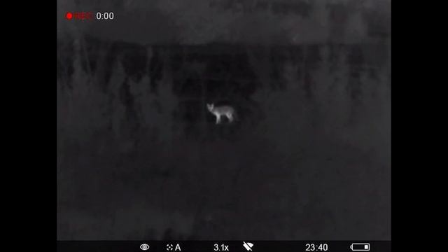 Pulsar Helion Hand Held Thermal - Foxing and Deer Stalking смотреть онлайн