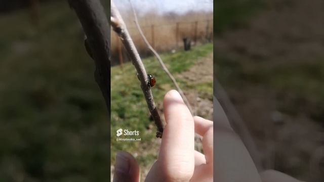 весна уже у нас #сад #саднаюге #садснуля #garden #садсвоимируками.mp4