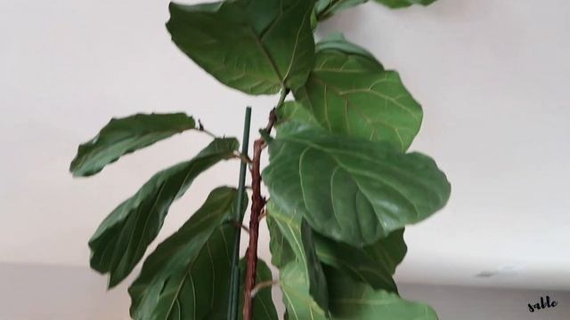 FICUS LYRATA COLLECTION || Fiddle Leaf Plant Tour + Fiddle Leaf Fig Care Tips смотреть онлайн