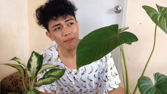 HOUSEPLANT COLLECTION | RARE UNCOMMON AND COMMON INDOOR PLANTS | ALOCASIA ZEBRINA, PHILODENDRON ETC