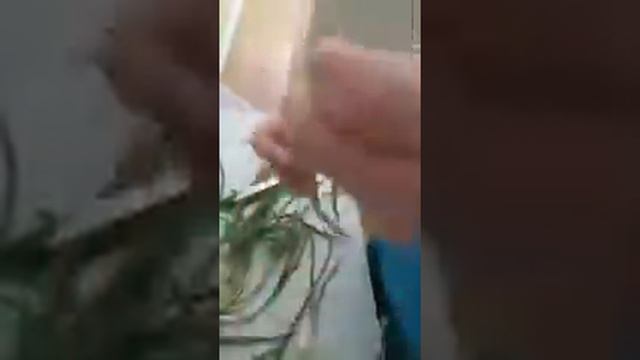 ШОК!!! Внутри лука нашли червеков смотреть онлайн