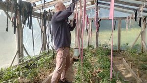 Как посадить и правильно привязывать помидоры
