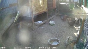 Курятник. Жизнь в курятнике. Можно покормить онлайн. Chicken coop stream. Online feed