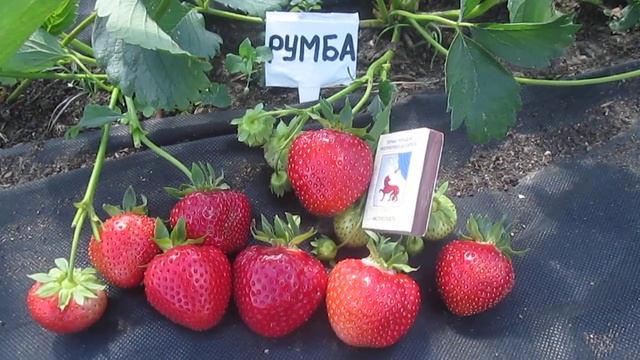 Румба ранний сорт клубники - смотреть онлайн