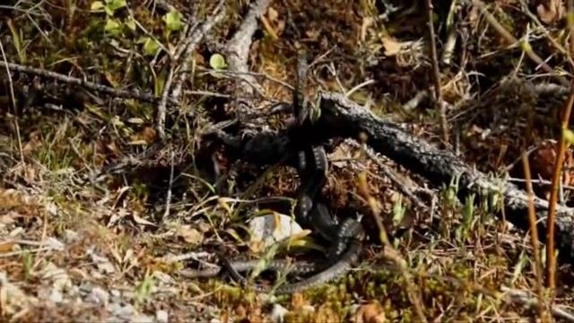 Холоднокровные? Cold-blooded? Бой змей. Snake Fight.