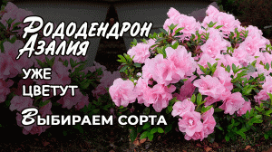 Рододендрон, азалия: cорта, уход и выращивание. Краткий обзор.