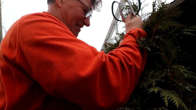 Work on Izabela's Black Cedar Bonsai, The Bonsai Zone, March 2023 смотреть онлайн