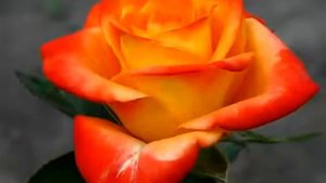 Rose Voodoo (Вуду роза)