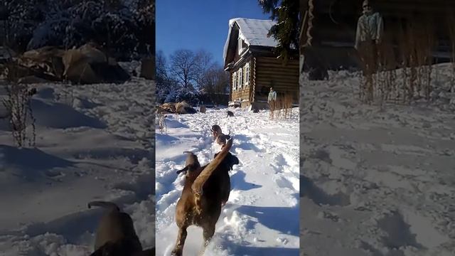 щенки баварской гончей 2 мес смотреть онлайн