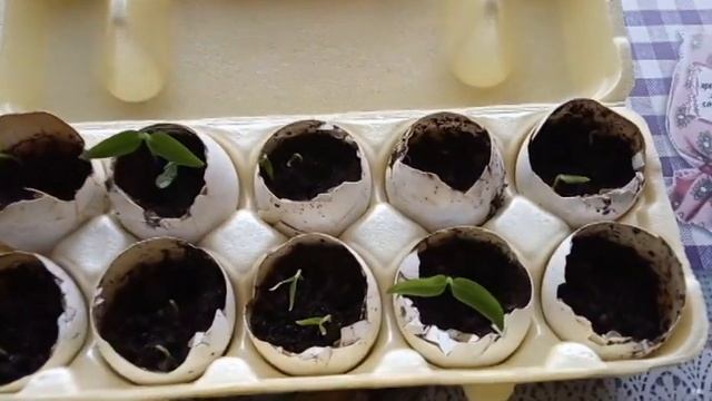 Выращивание рассады в яичной скорлупе Перцы