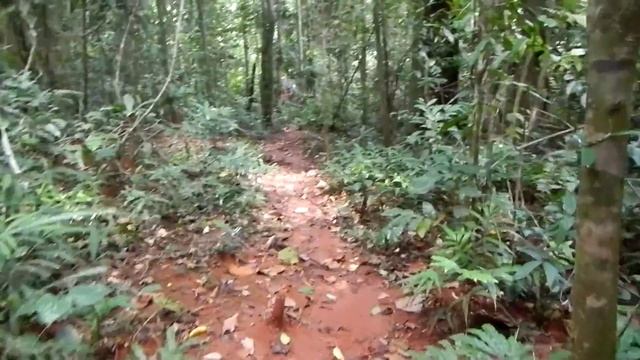 Сердце острова Ко Куд. Дерево которому 500 лет. смотреть онлайн