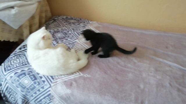 Когда в доме появился котёнок_#смешные коты_#котята_