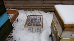Зимовка пчел в улье без дна.