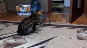 Поединок бенгалов! Cats fight!