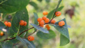 Ягоды. Жимолость татарская