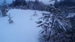 Охота на куропатку 15.01.18