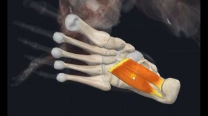 Квадратная мышца подошвы (m. quadratus plantae) 3D Анатомия