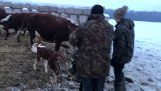 Новорожденная герефордша смотреть онлайн