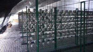 Выращивание грибов в теплице